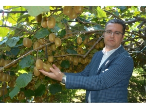 ’Ordu Kivisi’ Marka Oldu