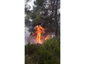 Yıldırım Düştü 20 Yerde Orman Yangını Çıktı