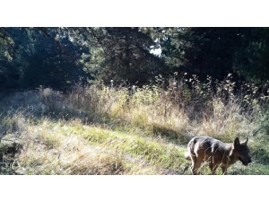 Yaban Hayvanları Fotokapana Takıldı