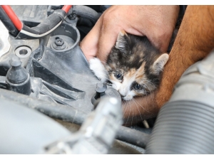 Otomobilde Kedi Kurtarma Operasyonu