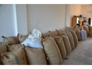 Panik Havası Kalktı, Fındık Fiyatları Yükselişe Geçti