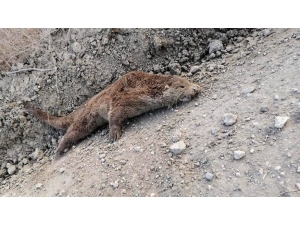 Nesli Tükenen Porsuk Göl Kıyısına Vurdu