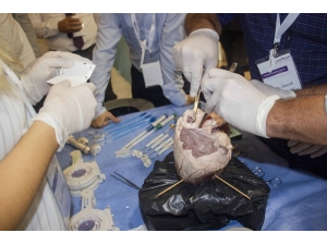 Sığır Kalbi İle Uygulamalı Kalp Kapağı Operasyonu