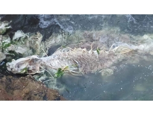 Ölmüş Yunus Balıkları Kayalıklara Vurdu