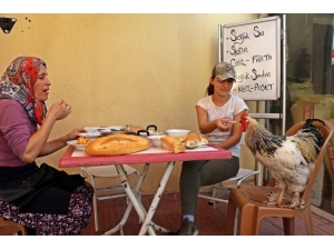 Cin Biber Müdavimi Horozun ’Paşa’ Hayatı
