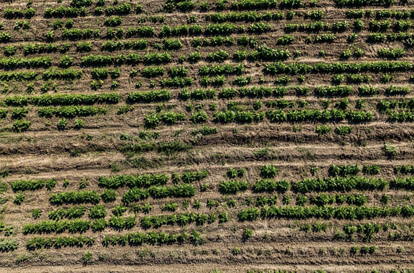 agri-da-ciftcinin-bostani-ornek-oldu-sebze-meyve-ve-tahil-bir-arada