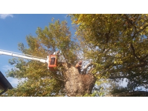 Asırlık Çınar Ağacına Bakım