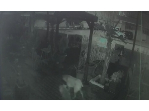 Kafası Kopmuş Kedi Yavrusu Bulundu