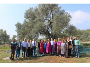 Ata Ağaç ‘Gelecek Nesil’ İçin Hasat Edildi