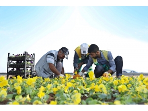 Refüj Ve Kavşaklara 1 Milyon Kışlık Mevsimlik Çiçek Dikilecek