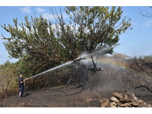 Antalya’da Otluk Ve Çalılık Yangını