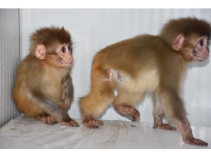 Şırnak’ta Nesli Tükenme Tehlikesi Altında Olan 2 Örümcek Maymun Ele Geçirildi