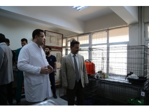 Her Ay 30 Hayvan, Ameliyat Edilerek Sağlığına Kavuşuyor