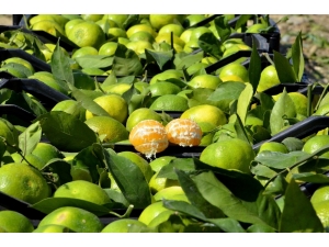 Kaşıkçı Cinayeti Sonrası Narenciyede "Analiz" Krizi