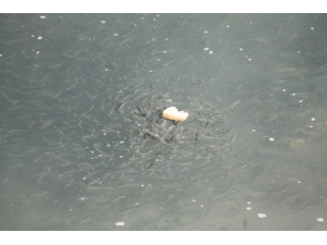 Nehirde Mahsur Kalan Balıkları Vatandaşlar Besliyor