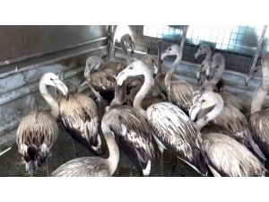 Yavru Flamingolar Kurtarılarak Göle Bırakıldı