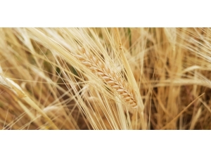 Kuraklık Sigortasında Ödemeler Tamamlandı