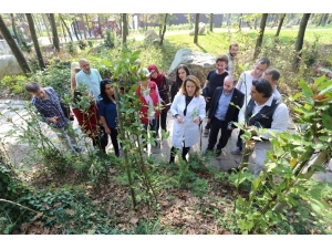 Kocaeli’de Tıbbi Aromatik Bitki Yetiştiriciliğine Tam Destek