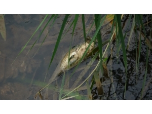 Bursa’daki Toplu Balık Ölümleri İçin Flaş Açıklama