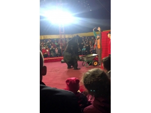 Sirkte Gösteri Yapan Ayı, Terbiyecisine Saldırdı