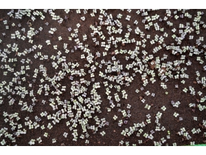 Mersin Büyükşehir Belediyesi Çiçeği Kendi Üreterek Tasarruf Ediyor