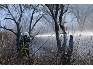 Hamile Kaplumbağa Alevlerden Kaçabildi, Ezilmekten Kurtulamadı