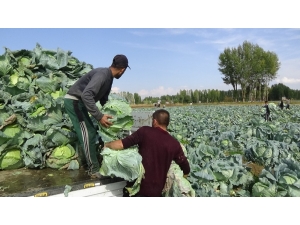 Muş’ta Lahana Hasadı Başladı
