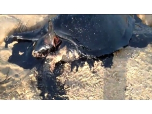 Brezilya’da Kıyılarındaki Petrolü Temizleyen 17 Kişi Hastaneye Kaldırıldı