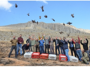 Elbistan’da 500 Kınalı Keklik Doğayla Buluştu