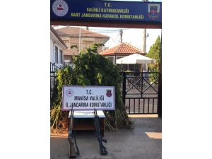 Ormanlık Alana Kenevir Ekenler Tutuklandı