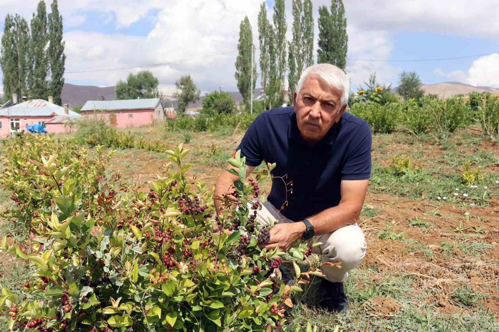 aronya-ile-ilceyi-kalkindiracaklar