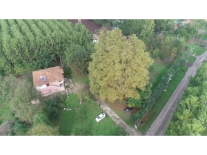 12 Asırlık Dev Çınar