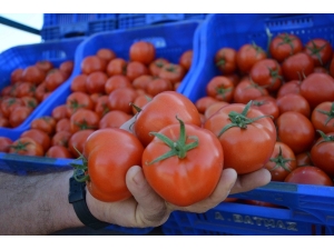 Domates Üreticisi Fiyattan Dertli