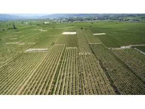 Alaşehir Ovası’nı Coşturacak Proje