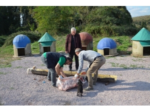 Kartepe’de Sokak Hayvanları Yemlenerek Aşılandı