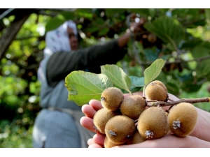 Kivi Üreticilerine Erken Hasat Uyarısı