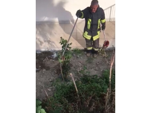 Buldan’da Zehirli Engerek Yılanı Paniği