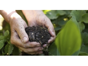 Doğu Karadeniz’de Fındık Ve Çay Tarımı Tehlikede