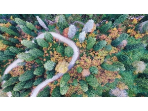 Doğal Ağaç Müzesinde Büyüleyici Sonbahar Manzaraları