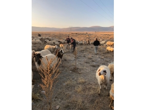 Kaybolan Koyun Sürüsünü Jandarma Buldu