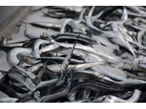 Karadeniz’de Zargana Balıkçıların Yüzünü Güldürdü