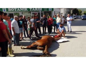 İpinden Çözülen At Minibüse Çarpıp Ağır Yaralandı