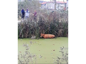 Kanala Düşen İneği İtfaiye Ekipleri Kurtardı