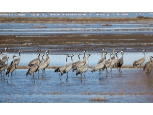 Göç Eden Turnalar Kameralara Yansıdı