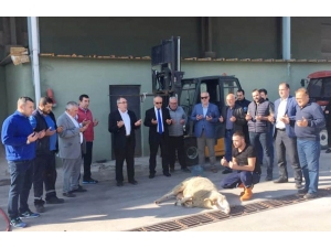 Erdek’te Zeytin Alım Kampanyası Başladı