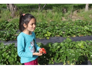 Sason’da Çilek Hasadı Devam Ediyor