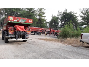 Osmaniye’de Çıkan Orman Yangınında 3 Hektar Alan Yandı