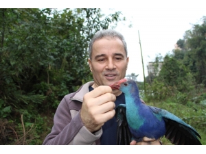 Yorgun Düşen Saz Horozu’nun Önce Bakımını Yaptı Sonra Da Doğaya Bıraktı