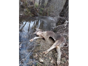 Ayı, Dere Yatağında Gezen İneği Telef Etti