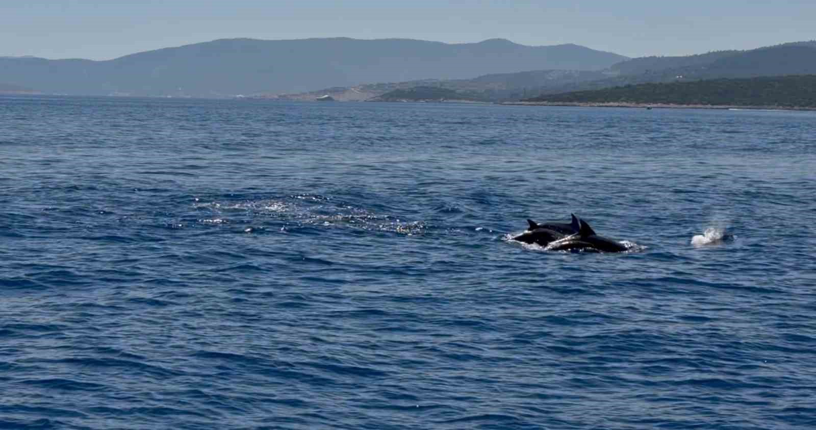 mugla-valisi-akbiyik-i-denizde-yunuslar-karsiladi